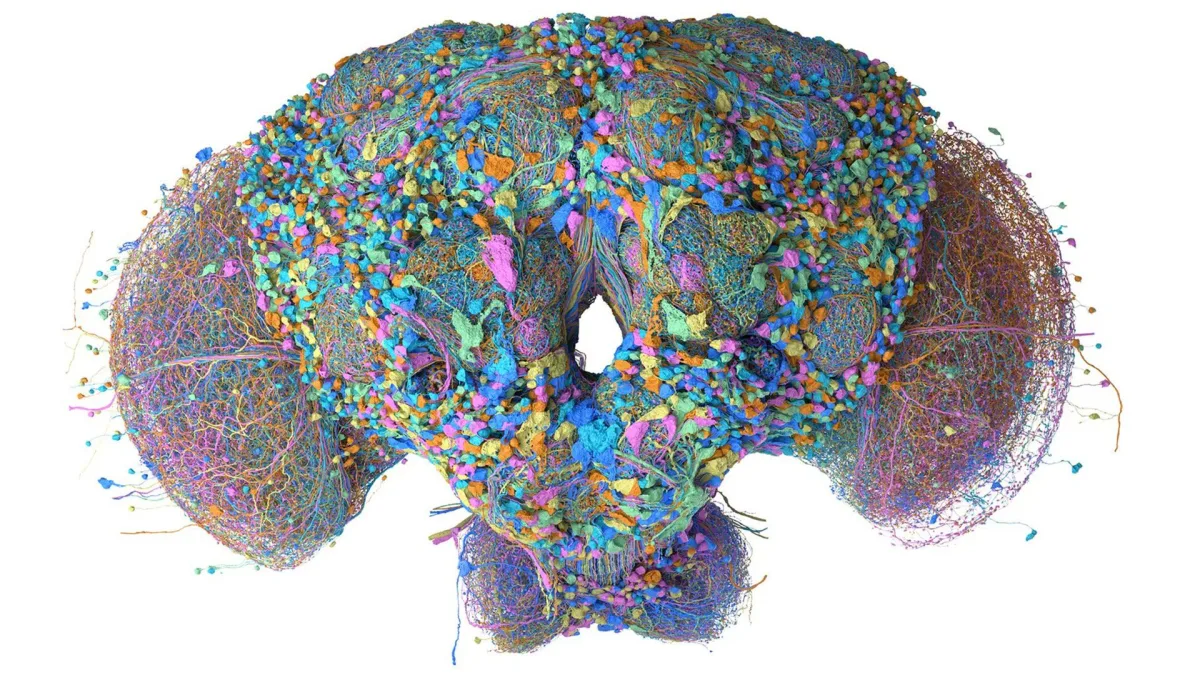 Google maps entire brain and central nervous system of adult male fruit fly, software engineers immediately make it run Doom — AI-powered 3D model of over 166,000 neurons can also play Super Mario 64
