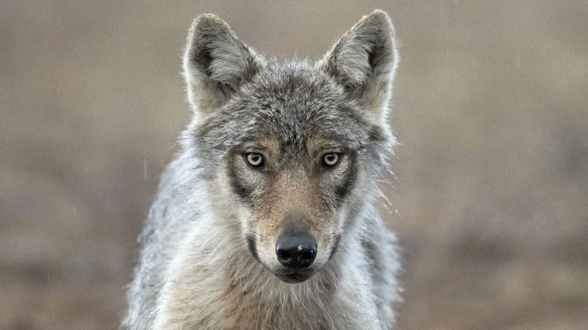 Wolves roam into Finnish villages after Google destroys 1,300 acres of forest for AI data centers