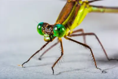 Fresh Eyes on Old Code: AI and Open Source Security